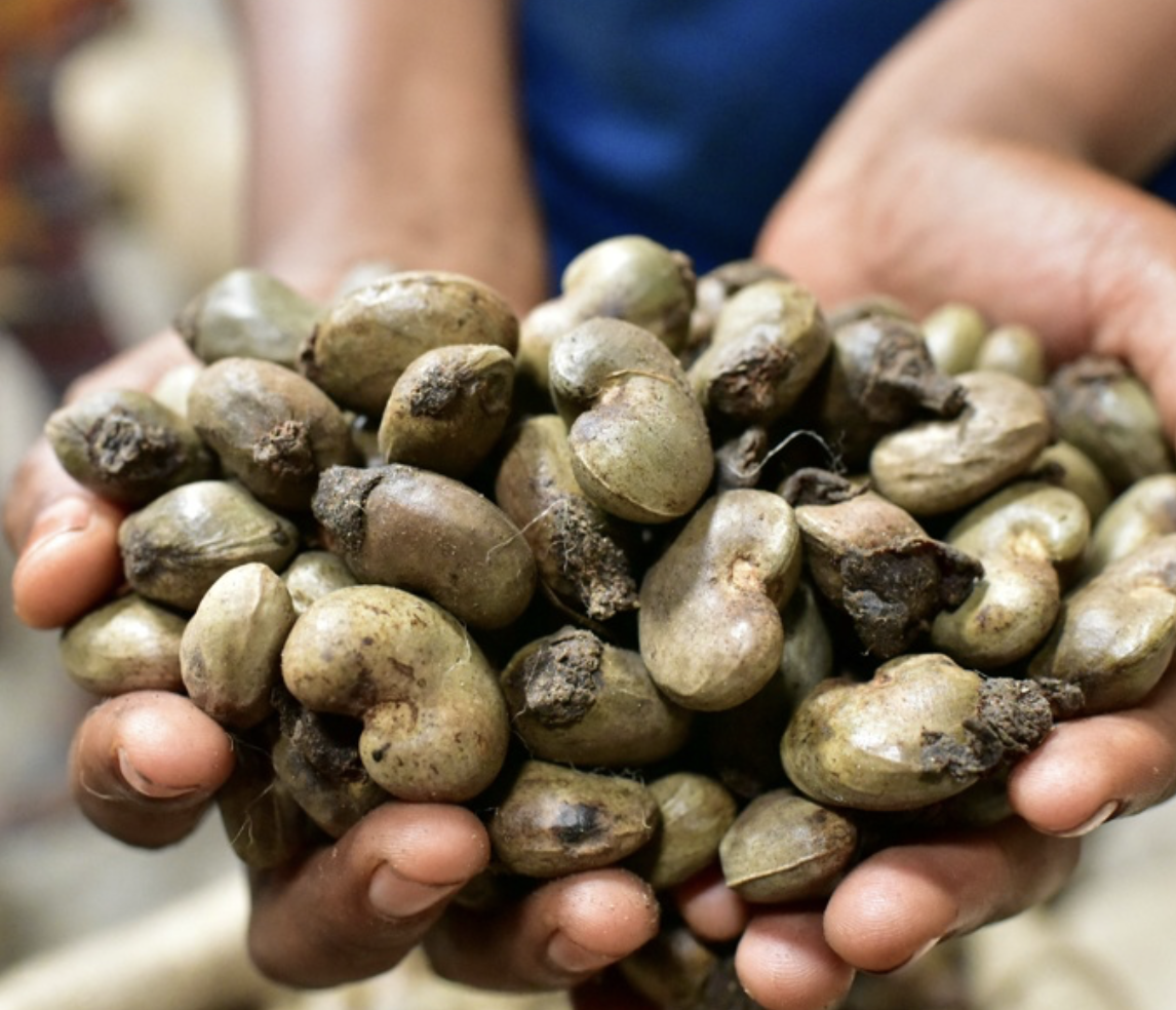 Noix de Cajou Brutes de Guinée – Vente en Gros pour Exportation