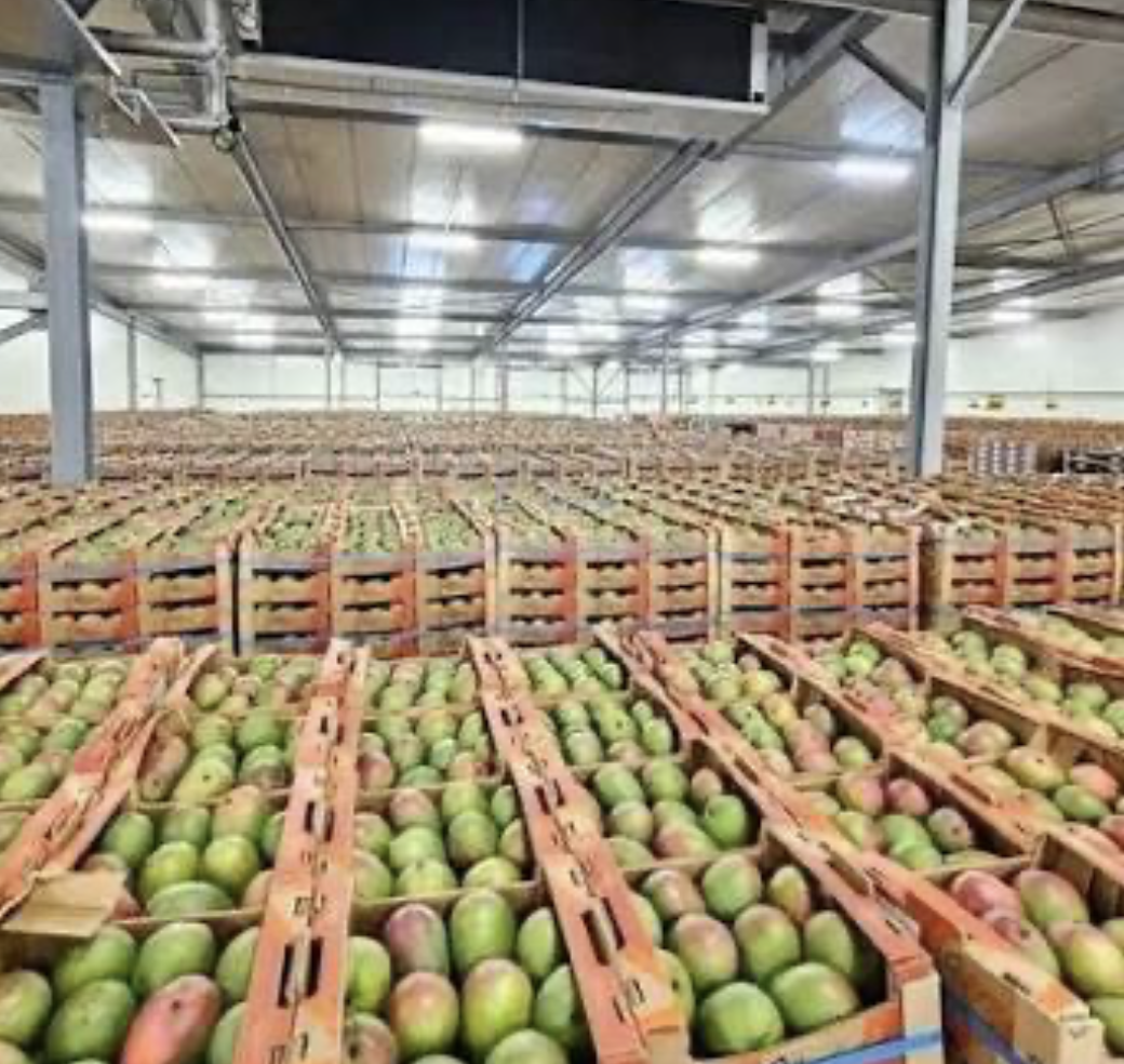 Mangues Séchées Biologiques – Vente en Gros pour Exportation